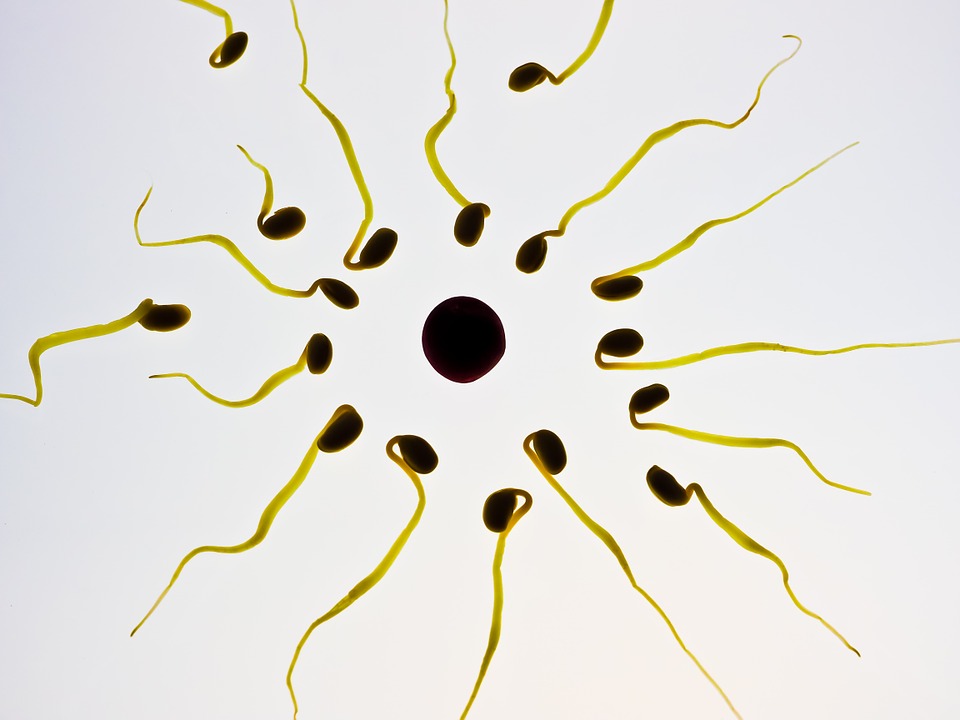 Spermisitler tek başına gebeliği önlemeye yeterli mi