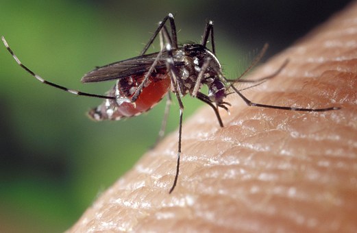 Sivrisinekler için önlem alın